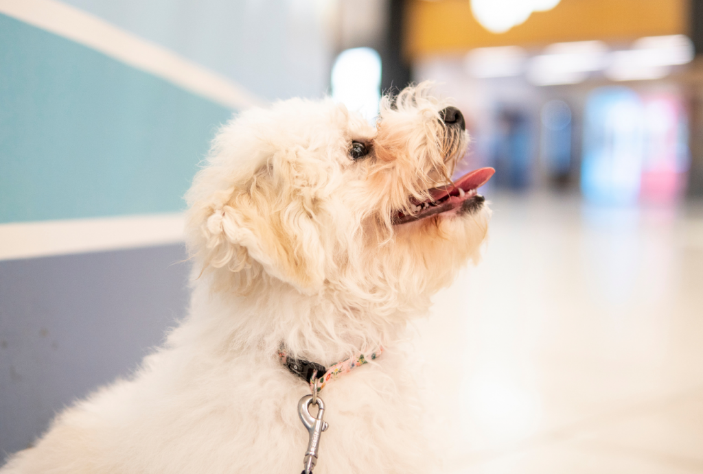 ¿Es adecuado llevar a tu perro al centro comercial? Pros y contras que debes conocer