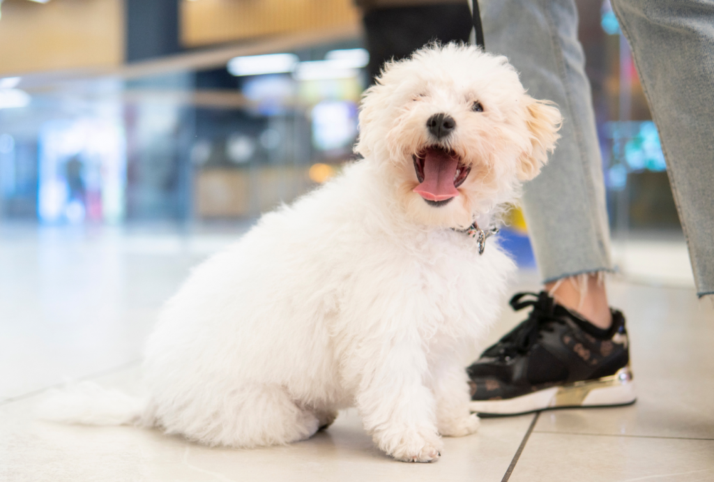¿Es adecuado llevar a tu perro al centro comercial? Pros y contras que debes conocer