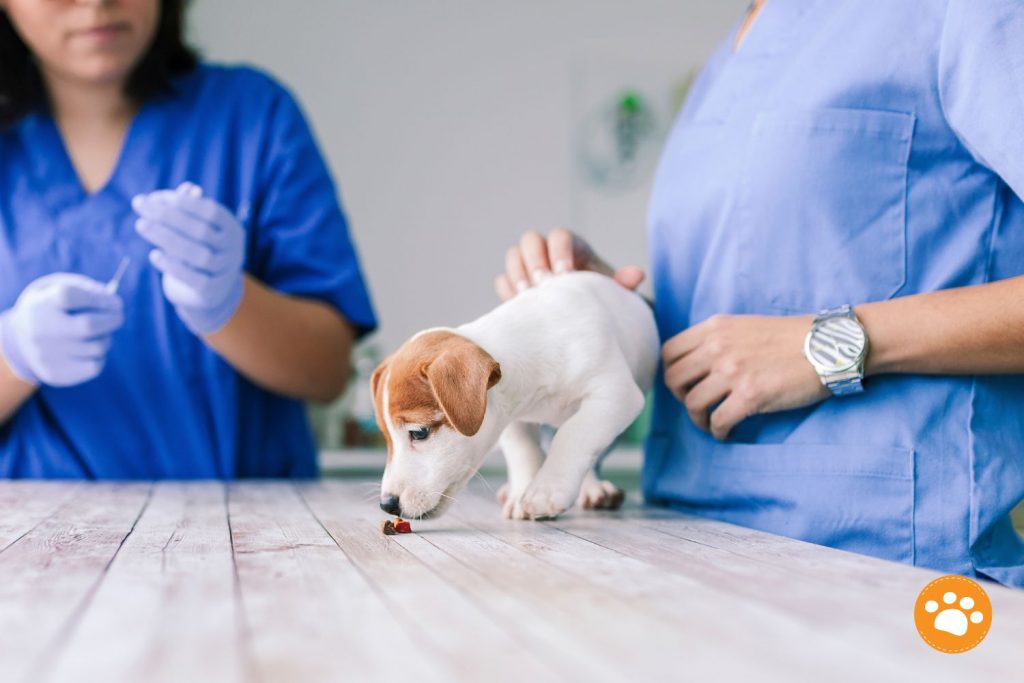 Cachorros y pulgas: Consejos prácticos para cuidar a tu nuevo mejor amigo