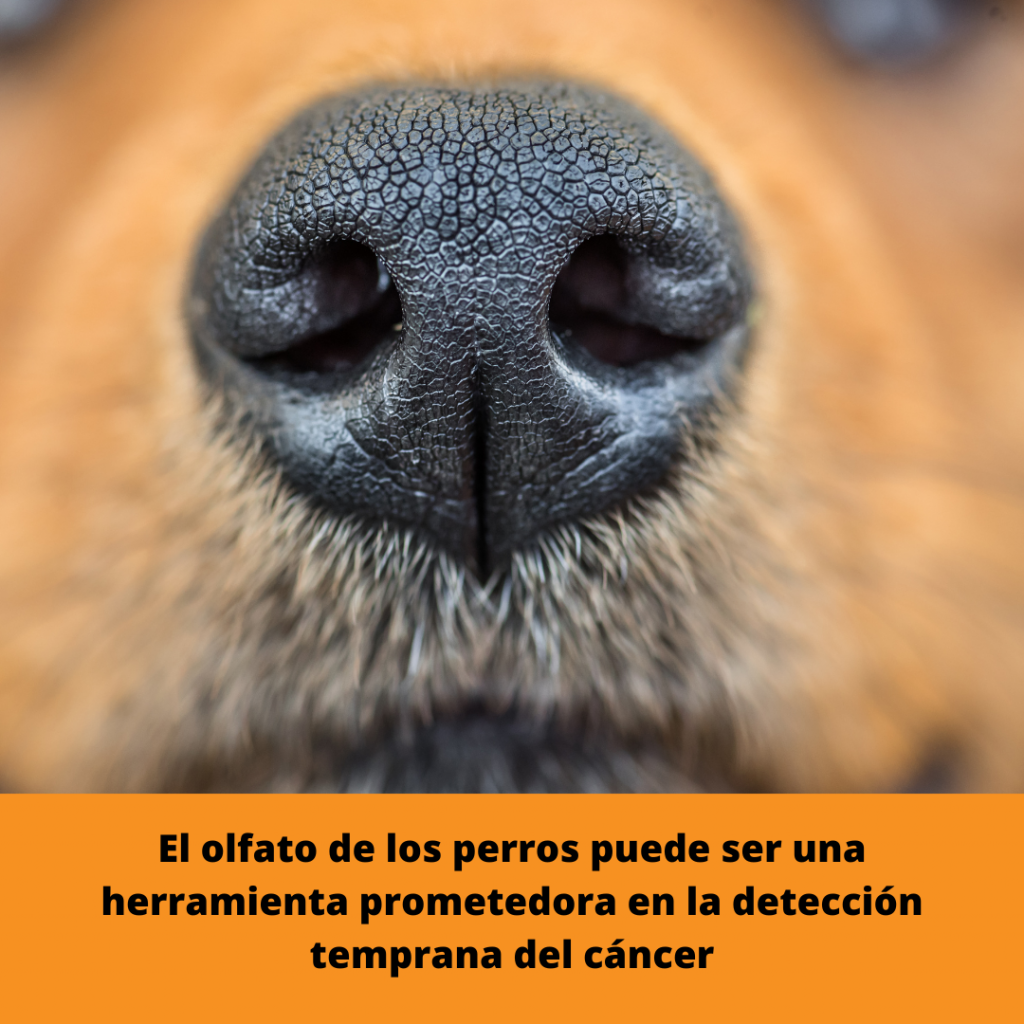 El olfato de los perros puede ser una herramienta prometedora en la detección temprana del cáncer
