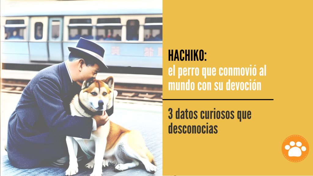 Hachiko el perro que conmovió al mundo con su devoción Revista Petmi