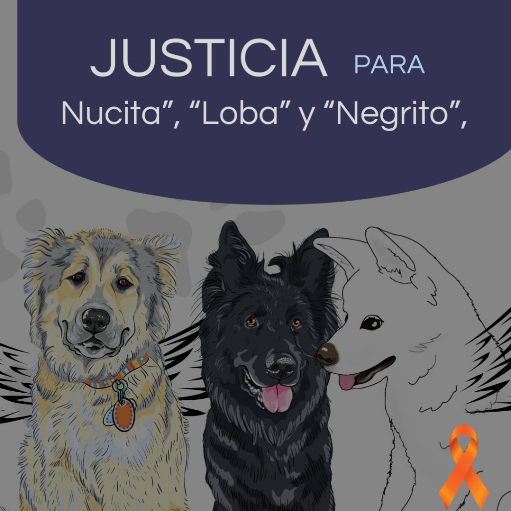 Multa por envenenar perros en guatemala