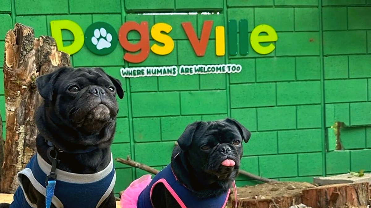 Dog Ville Gt: El primer parque y restaurante exclusivo para perros
