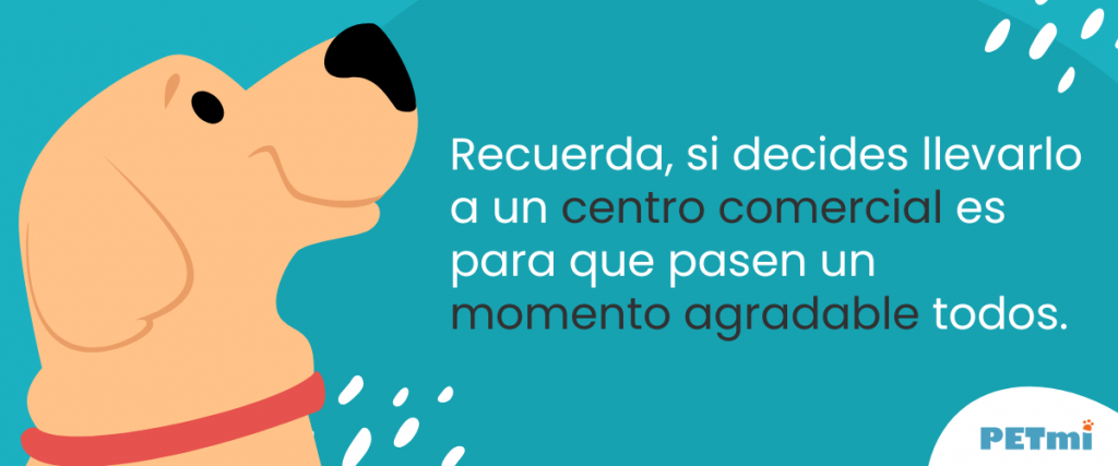 ¿Es adecuado llevar a tu perro al centro comercial? Pros y contras que debes conocer