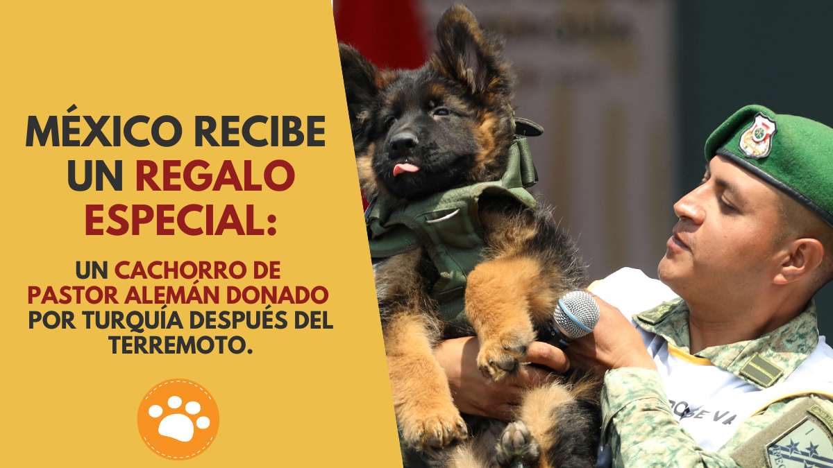 México recibe un regalo especial un cachorro de pastor alemán