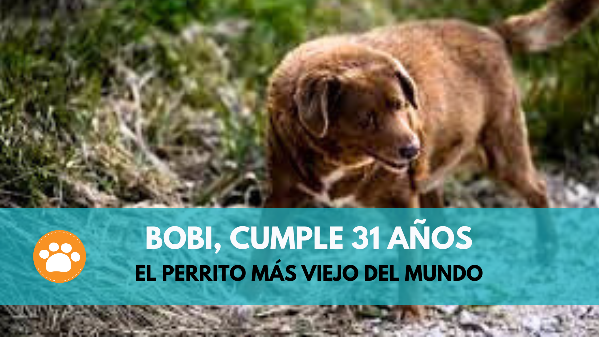 Bobi rompe récord, es el perrito más viejo del mundo