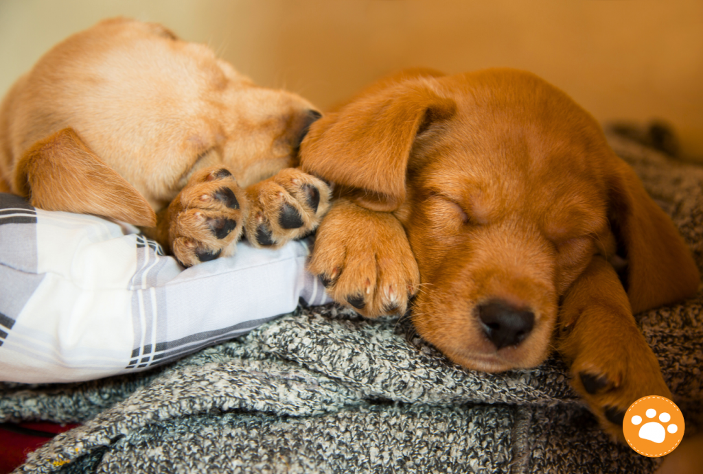 Los perritos tienen la capacidad de dormir entre 18 y 20 horas al día. 