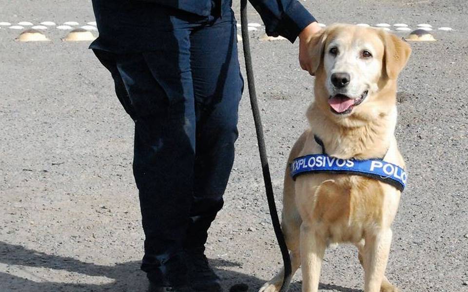 Bubu perro policía se jubila