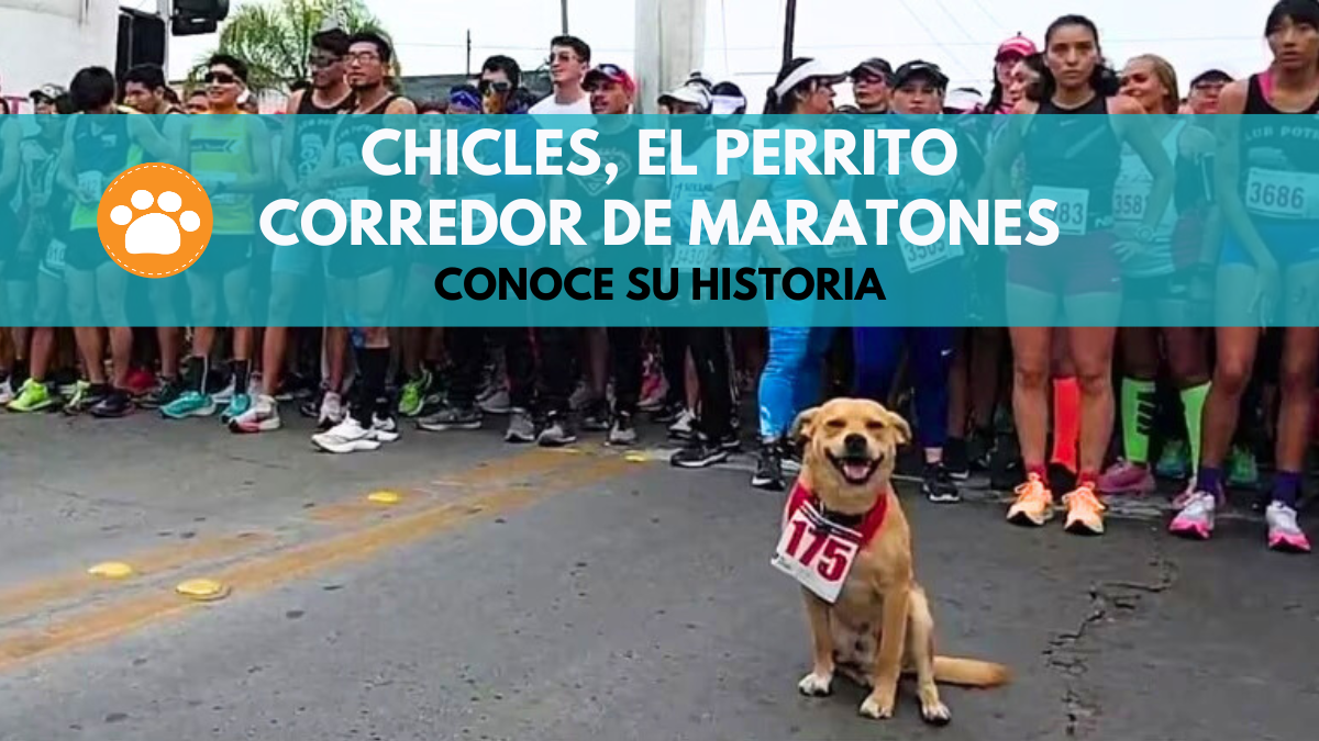 Chicles, el perrito corredor de maratones