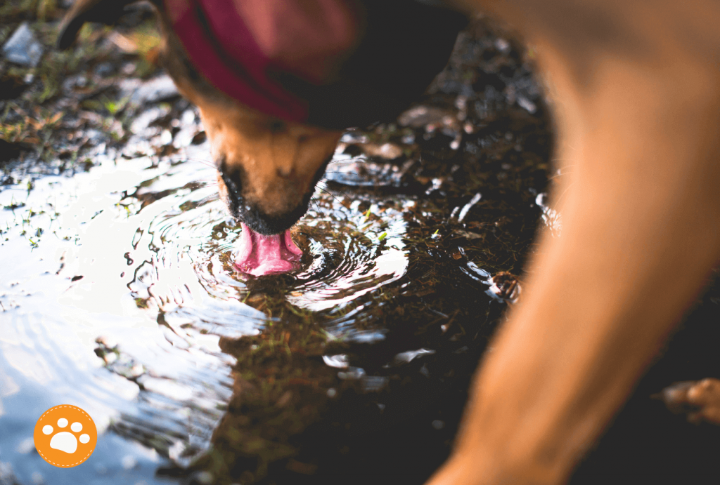 Época de lluvia, cuidado de la piel en mascotas, evita agua estancada
