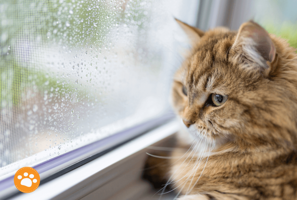 Época de lluvia, cuidado de la piel en mascotas,mantén a tus mascotas resguardadas.