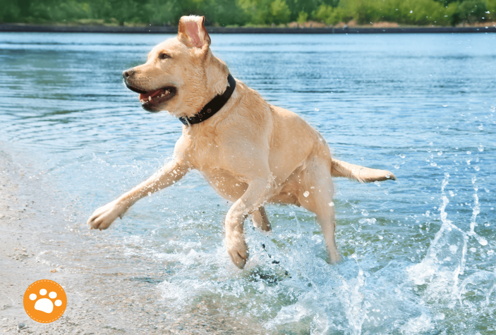 Top cinco razas de perros activas, Labrador Retriever
