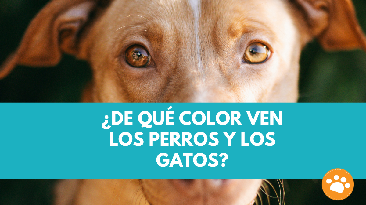 De que color ven los perros y gatso?