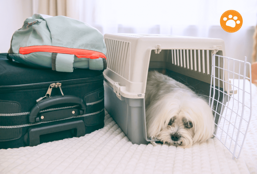 Vacaciones con tu mascota, pon a tu perro en una jaula o transportadora para el viaje.