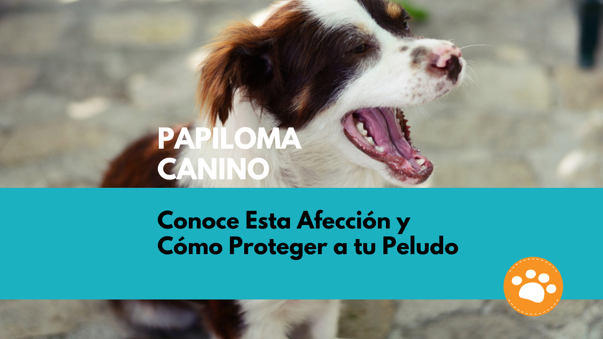 papiloma-canino