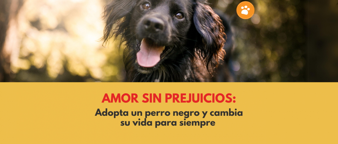 Amor sin prejuicios Adopta un perro negro y cambia su vida para siempre