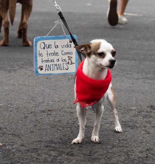 Unidos por Nuestras Mascotas: Marcha Convocada  por el Bienestar Animal