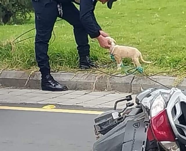 Botas el perro rescatado, Policía Nacional lo resguardó y se observó un gesto de cariño hacia él por parte de una agente y posteriormente fue entregado a la familia de la víctima.