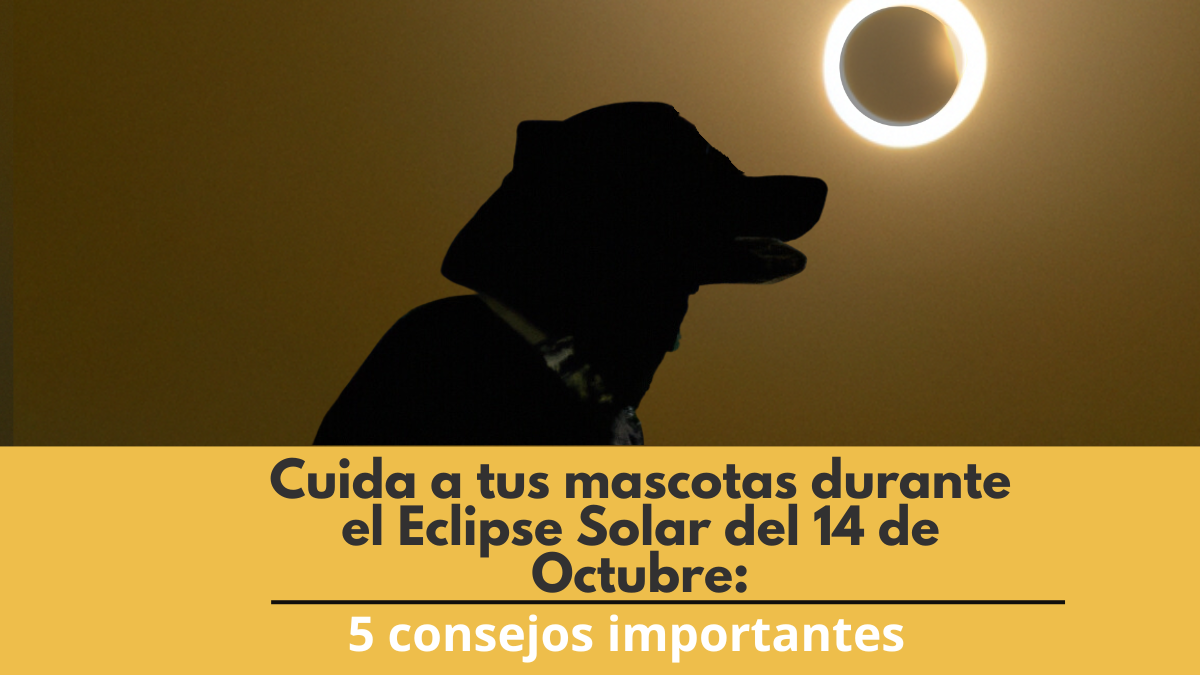 eclipse solar y las mascotas