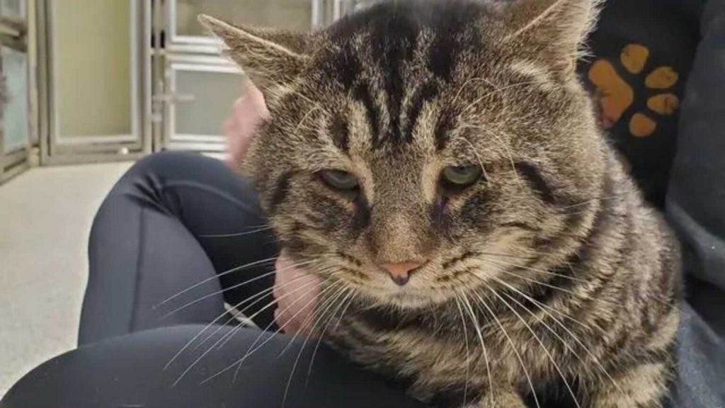 El gato de la cara triste, Fishtopher se vuelve viral en TikTok