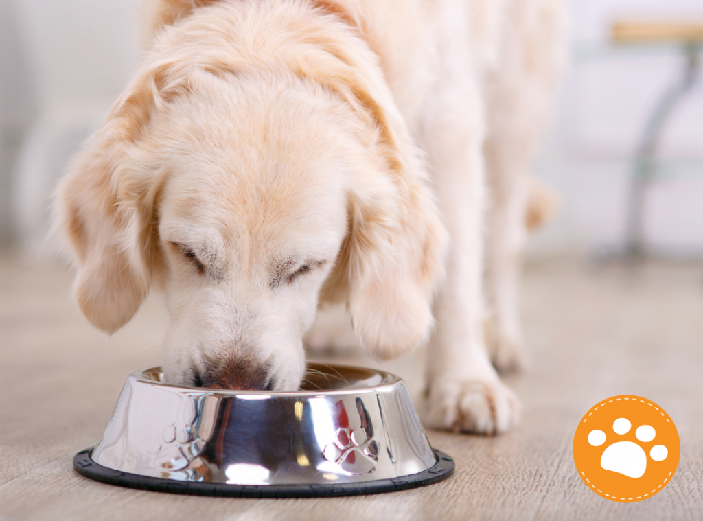 Recomendaciones de comida húmeda: Todo lo que debes saber antes de integrarlo en la alimentación de tu mascota