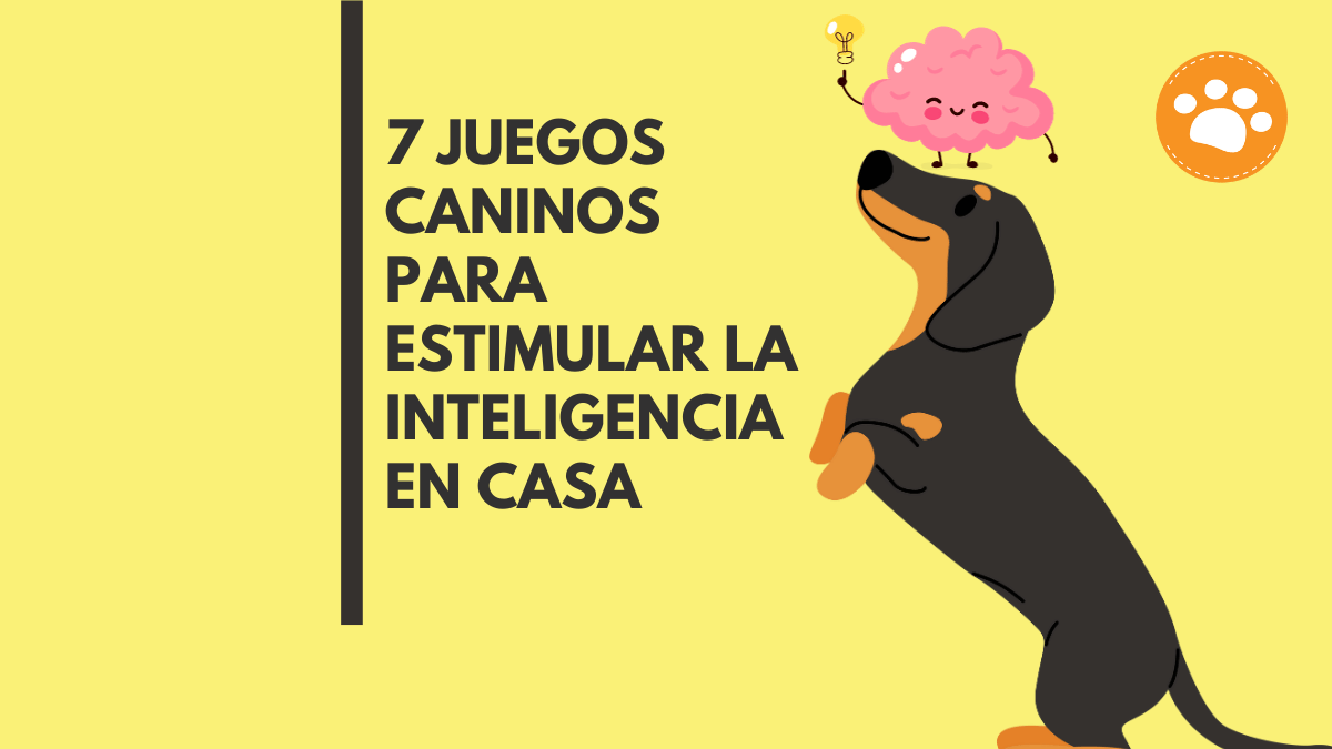 7 Juegos Caninos para Estimular la Inteligencia en casa