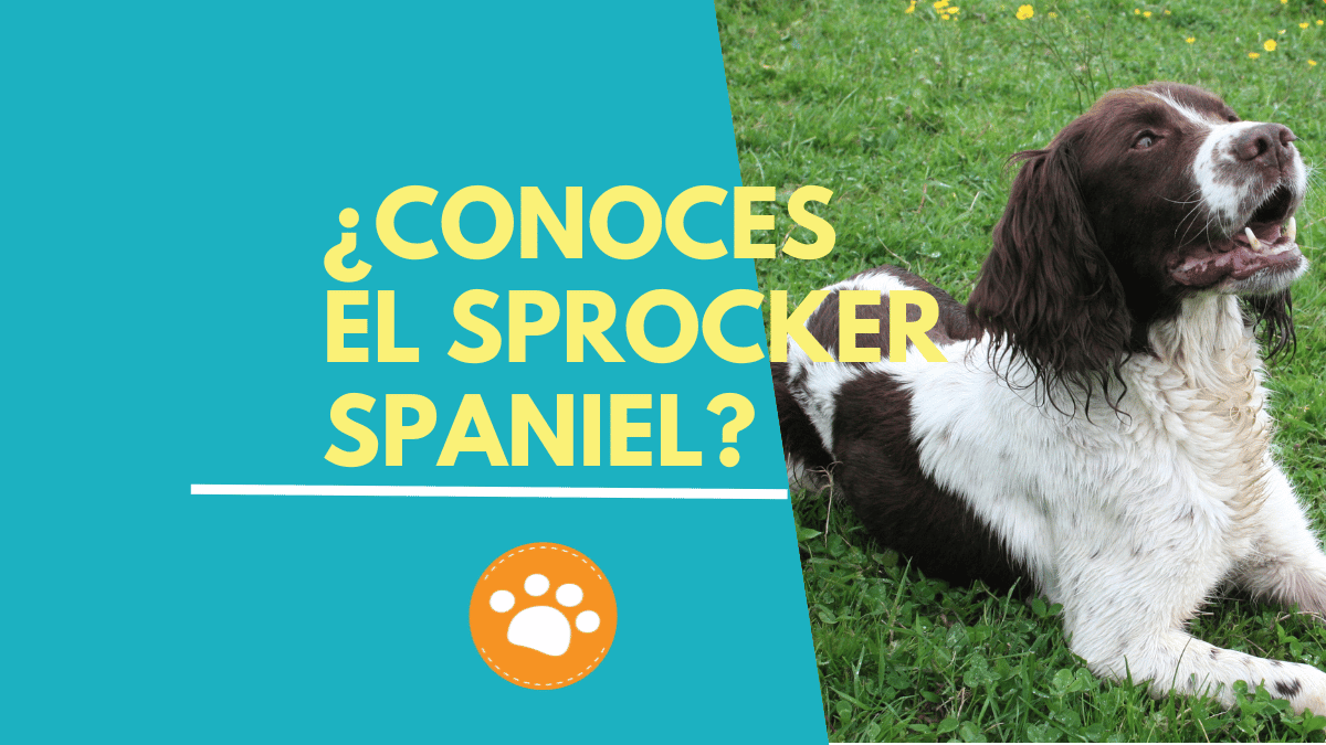 ¿Conoces el Sprocker Spaniel? 