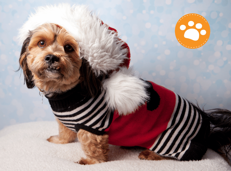 Navidad con mascotas: cuidados especiales