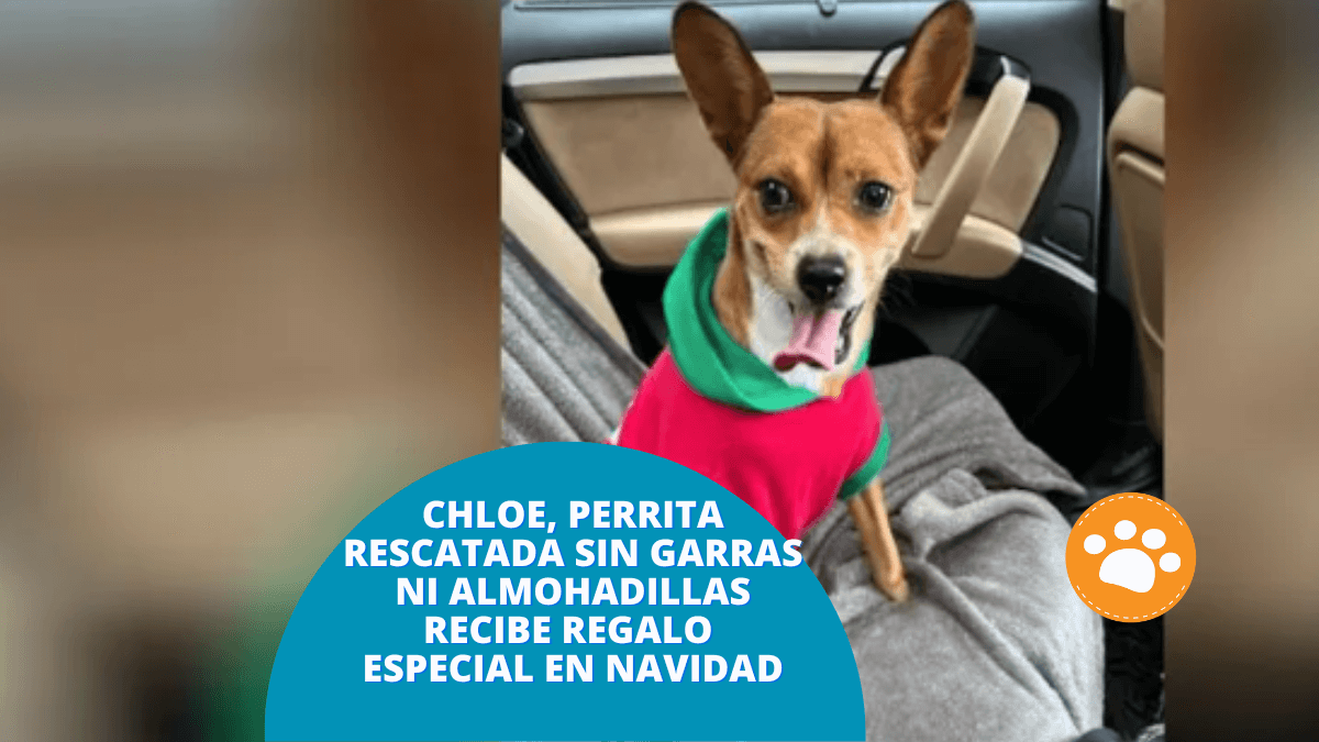 Chloe, perrita rescatada sin garras ni almohadillas