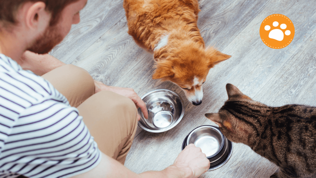 Mascotas saludables, alimentación saludable