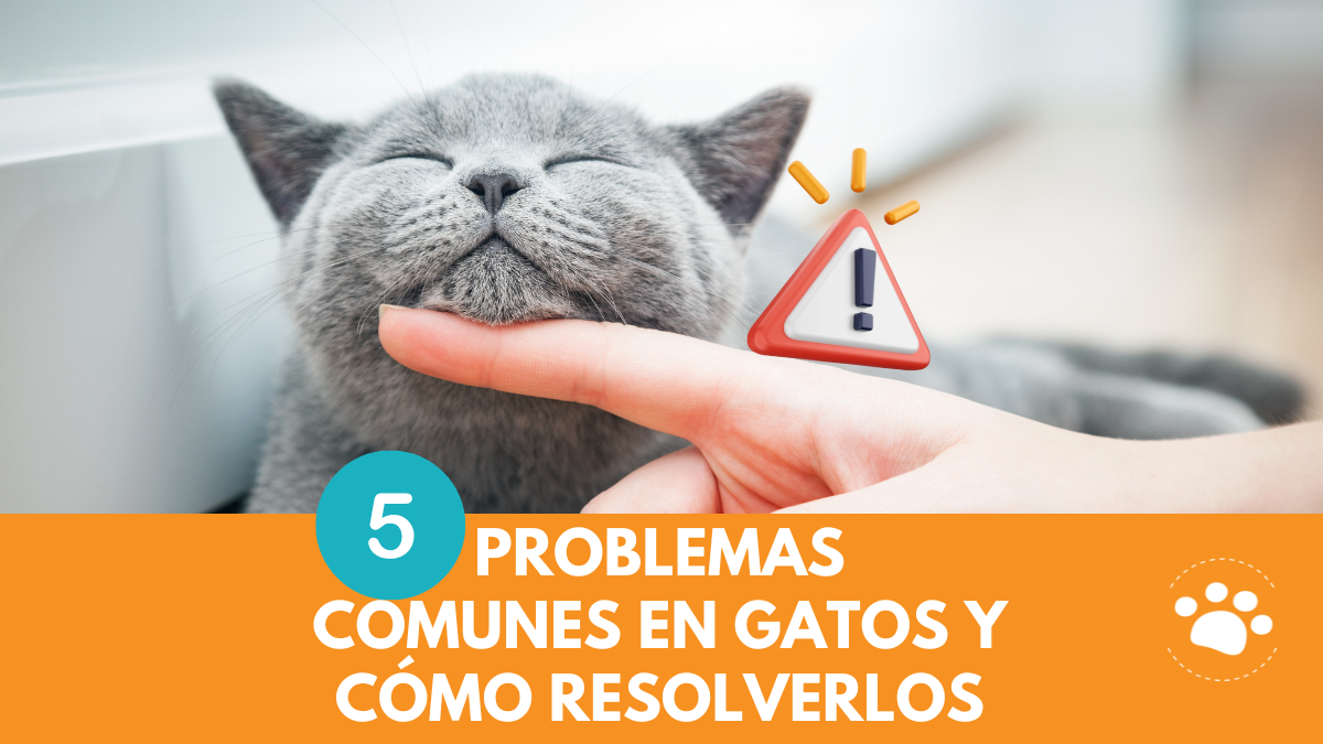 5 problemas comunes en gatos