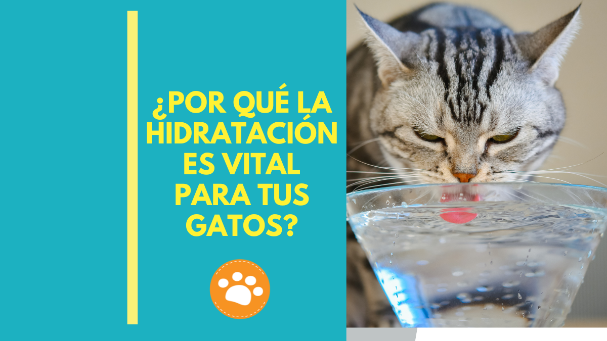 ¿Por qué la hidratación es vital para tus gatos?