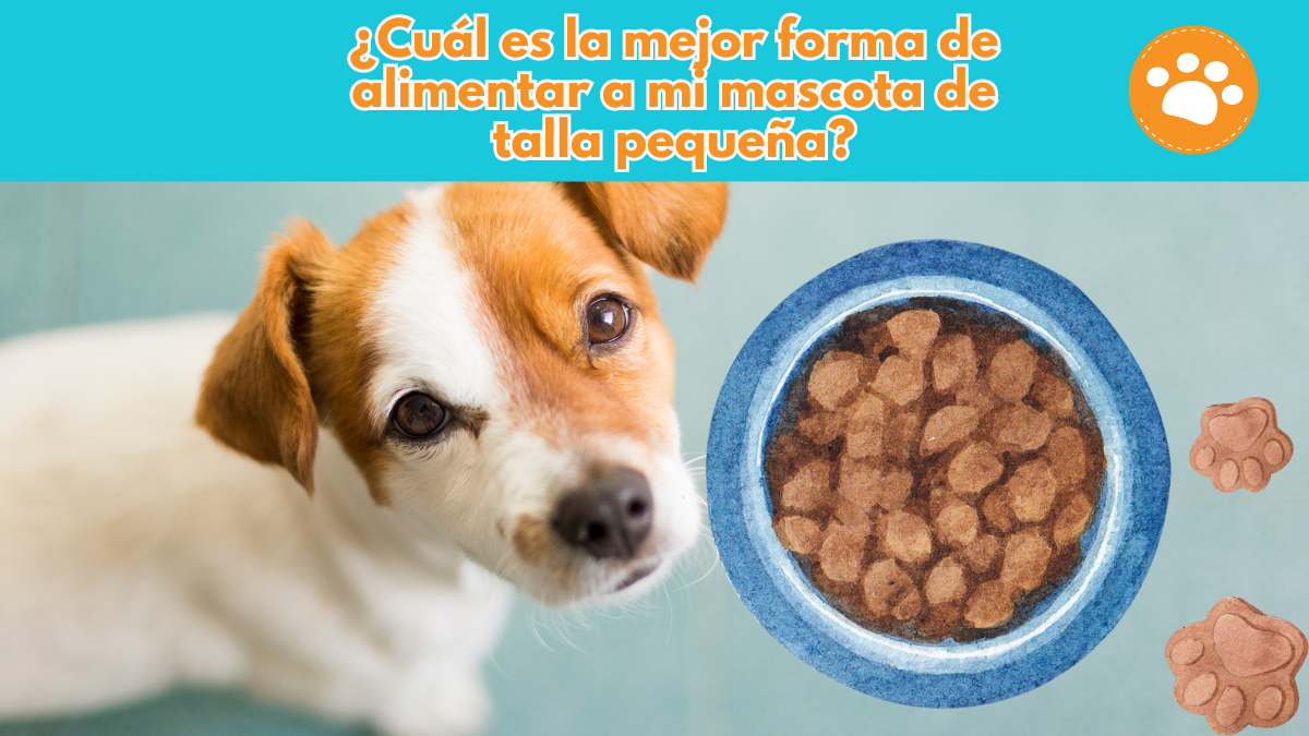 Cuál es la mejor forma de alimentar a mi mascota de talla pequeña