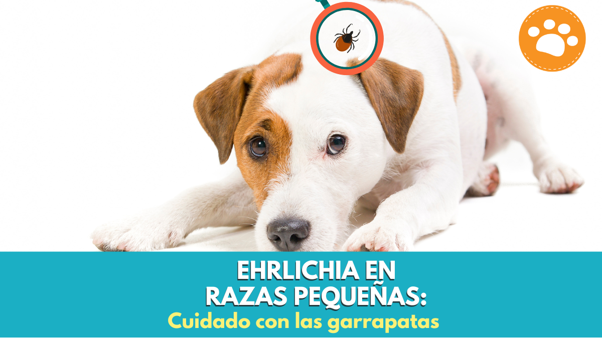 Ehrlichia en razas pequeñas: Cuidado con las garrapatas