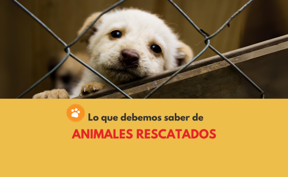 Lo que debemos saber de los ANIMALES RESCATADOS Edit