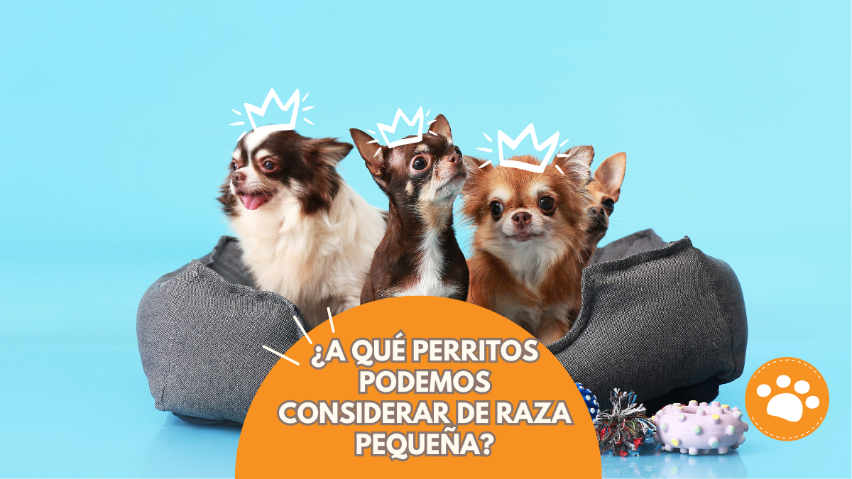 A qué perritos podemos considerar de raza pequeña
