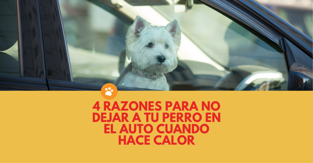 4 razones para no dejar a tu perro en el auto cuando hace calor