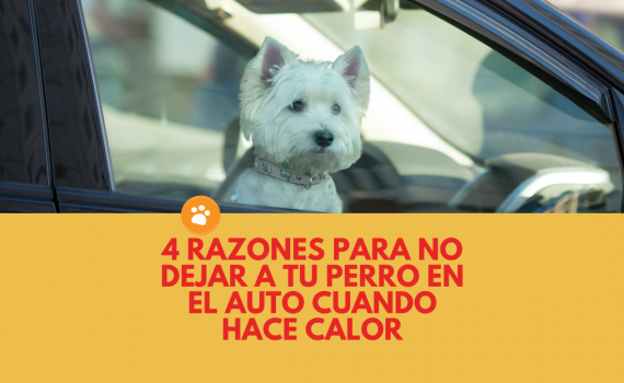 4 razones para no dejar a tu perro en el auto cuando hace calor