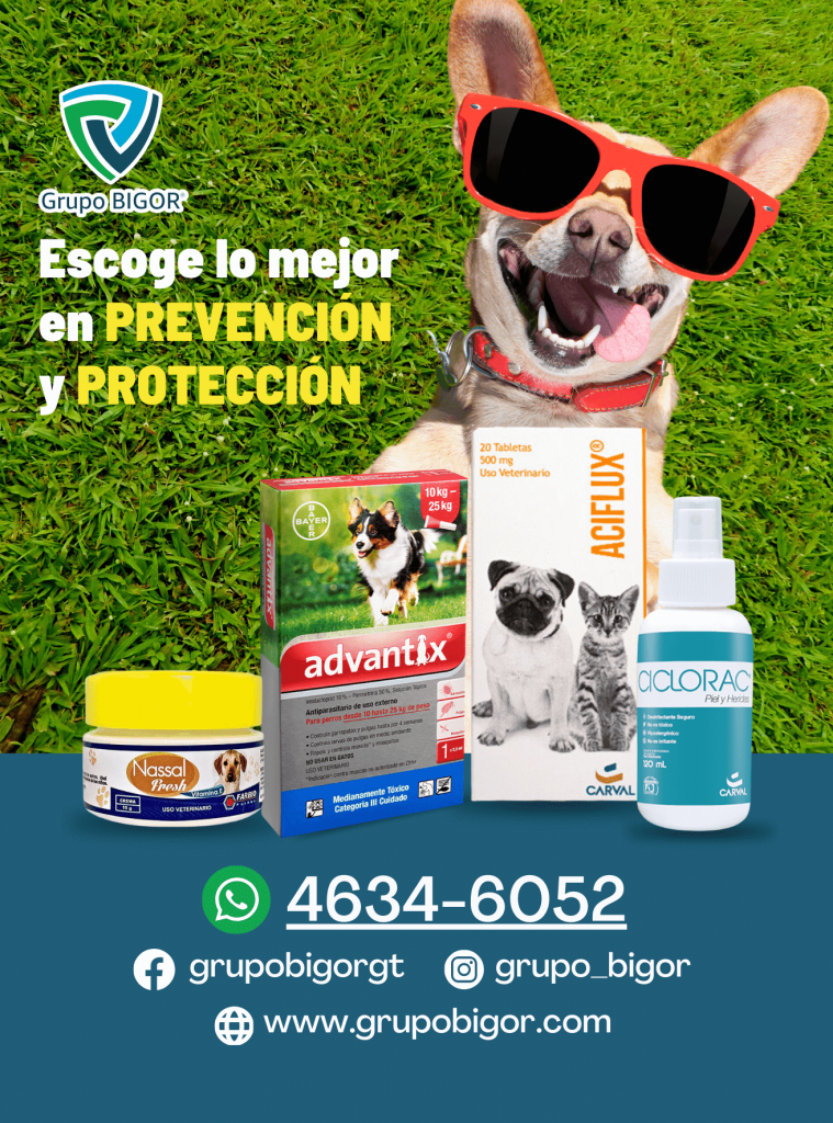 Grupo Bigor productos para cuidado y protección de mascotas