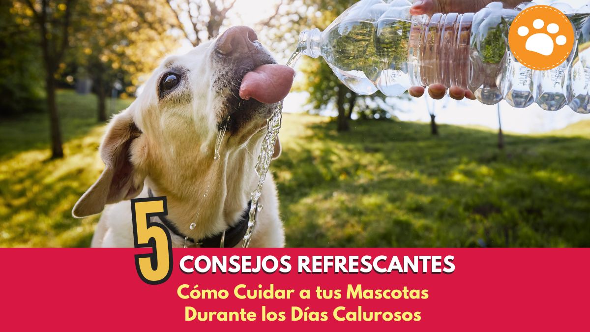 5 Consejos refrescantes. Cómo Cuidar a tus Mascotas Durante los Días Calurosos