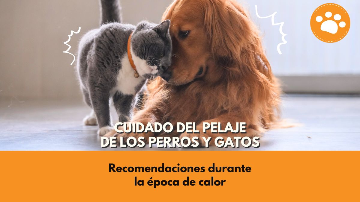 Cuidado del pelaje de los perros y gatos durante la época de calor.