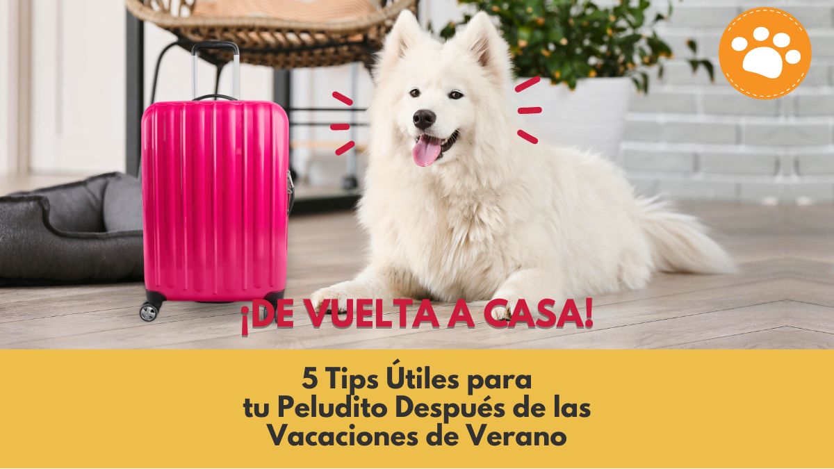 5 tips útiles para tu peludito después de las vacaciones de verano
