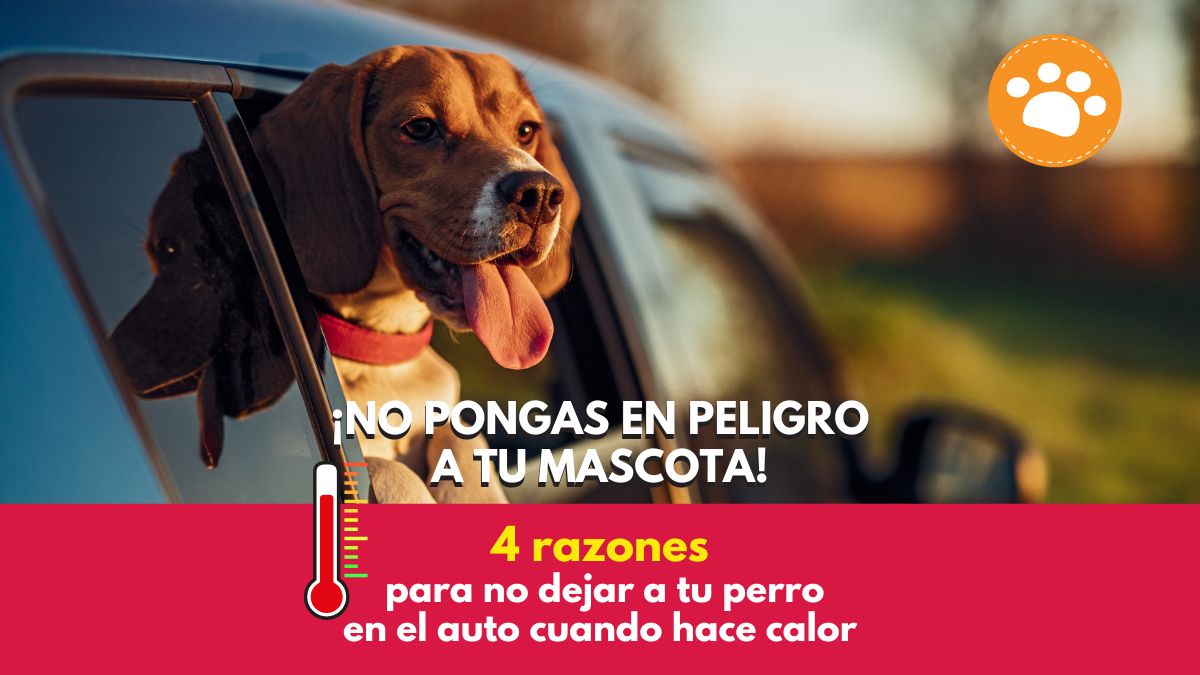 4 Razones para no dejar a tu perro en el auto