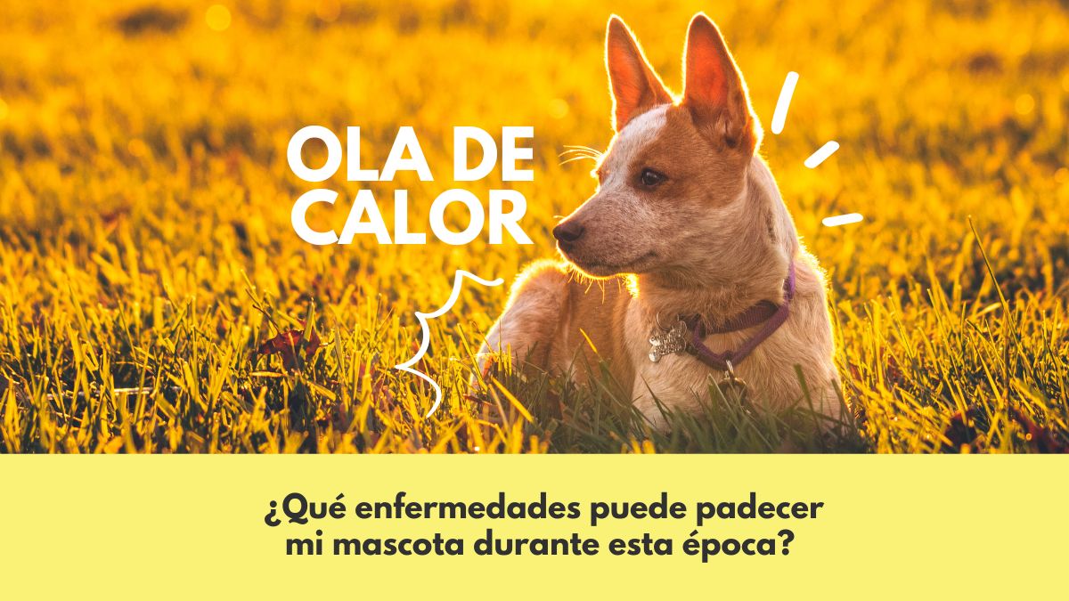 Ola de calor, ¿qué enfermedades puede padecer mi mascota durante esta época?