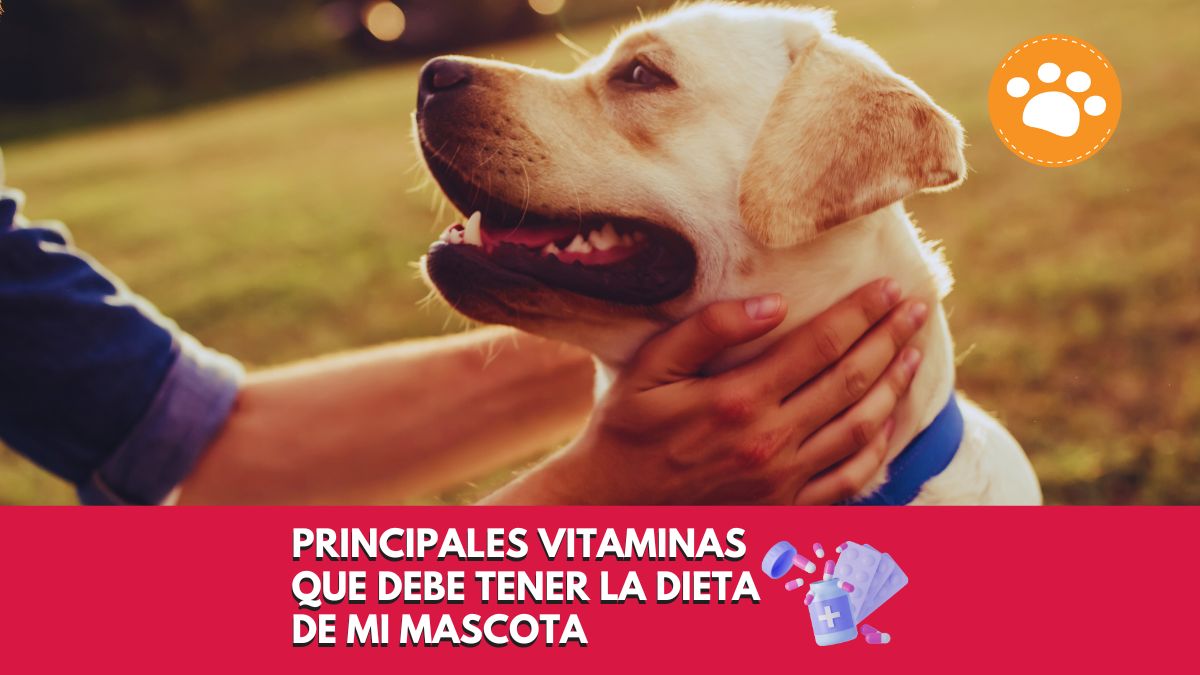 Principales vitaminas que debe tener la dieta de mi mascota