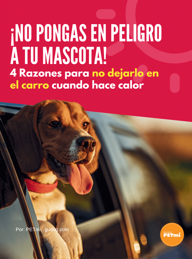 4 Razones para no dejar a tu perro en el auto cuando hace calor