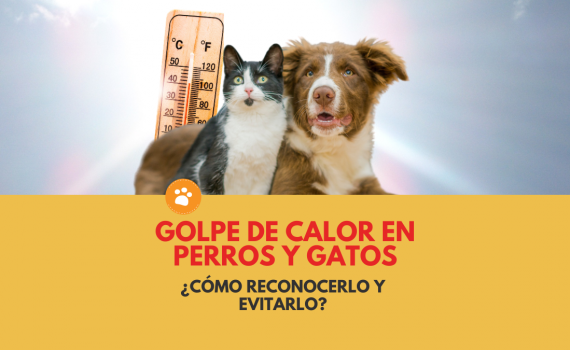 golpe de calor en perros y gatos