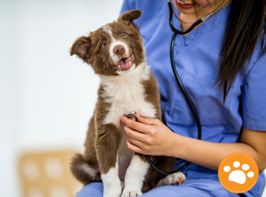 Los chequeos anuales con el veterinario son esenciales para prevenir infestaciones de parásitos que pueden afectar tanto a las mascotas como a los humanos.