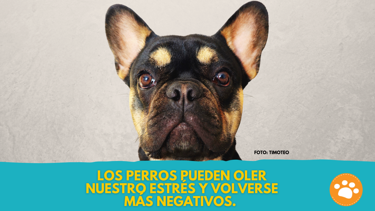 Estudio revela: Los perros pueden oler nuestro estrés y volverse más negativos.