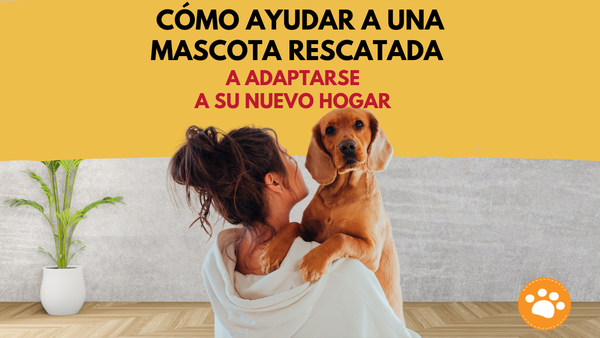 Cómo Ayudar a una Mascota Rescatada